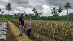 Bhabinkamtibmas Desa Kadindi Barat Lakukan Pemantauan Lahan untuk Program Ketahanan Pangan Nasional